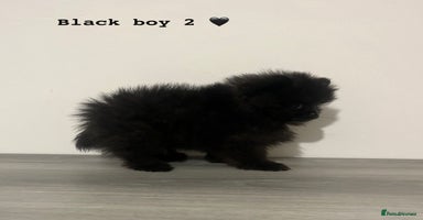 Pomeranian dogs - Advert 2