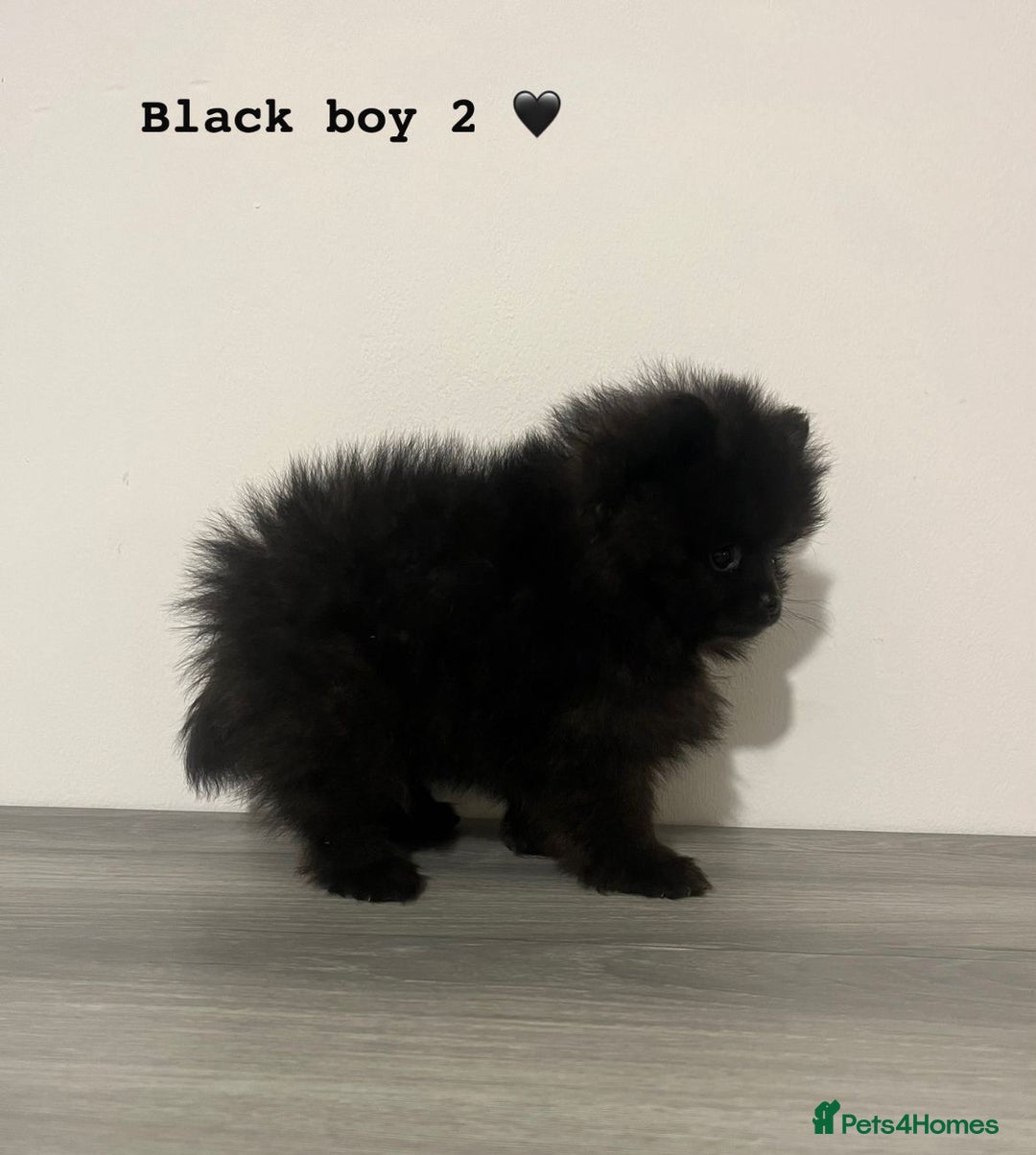 Pomeranian dogs for sale: Pomeranian puppies - Image 13