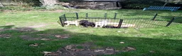 Labrador Retriever dogs for sale: Ready to go now Labrador pups for sale.  - Advert 8