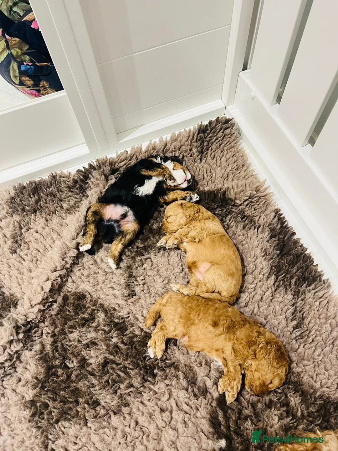 Cavapoo dogs for sale: Stunning F1b Cavapoo puppies  - Advert 7