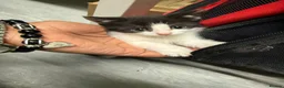 Mixed Breed cats for sale: 🐾 Adorable Kittens Looking for Loving Homes! 🐾 - Advert 8