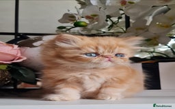 Persian cats for sale: Beautiful persian kittens  - Image 4