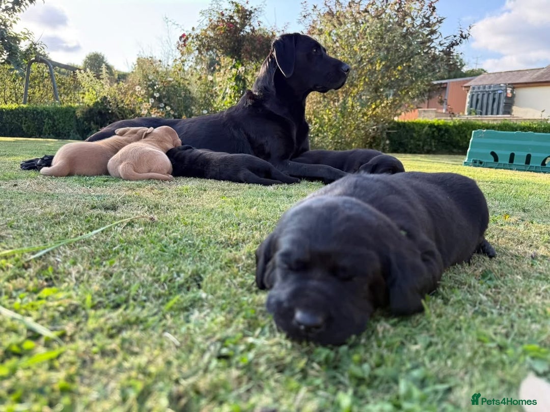 Labrador Retriever dogs for sale: One Beautiful Black Labrador Puppy Available - Image 10