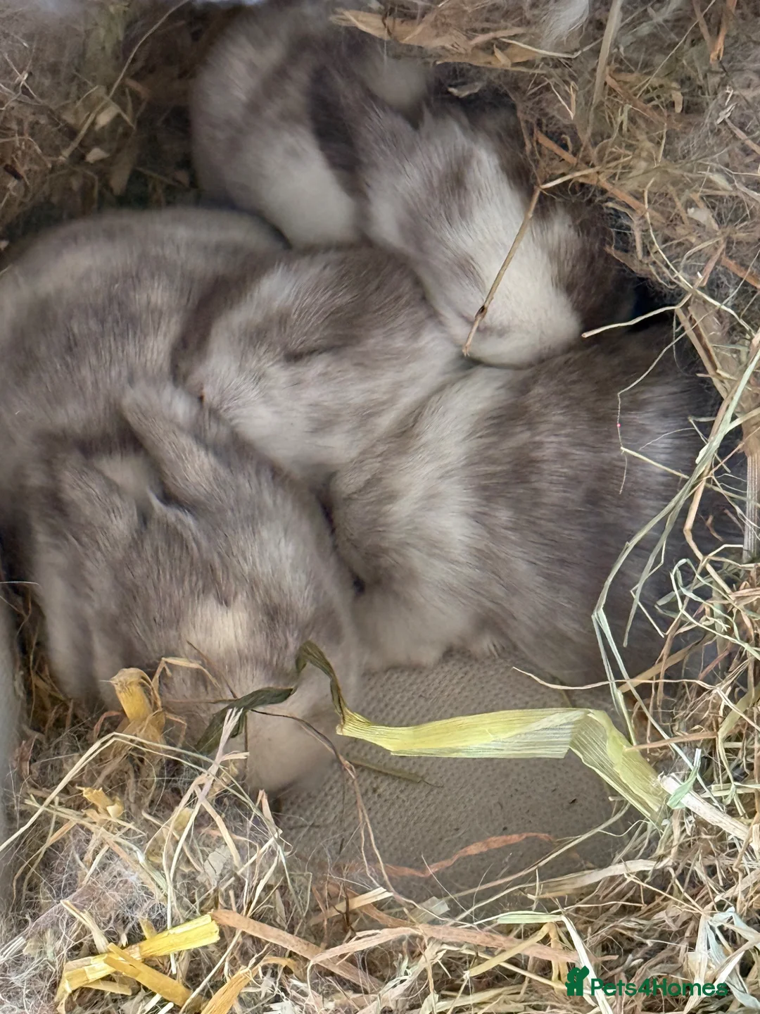 Mini Lop rabbits for sale: Please Meet Our Gorgeous Trio of Mini Lops - Advert 11
