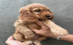 Cocker Spaniel dogs for sale: Cocker spaniel  - Advert 2