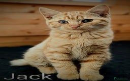 Mixed Breed cats for sale: Male & female Ginger Bengal/Norwegian kittens! - Image 2