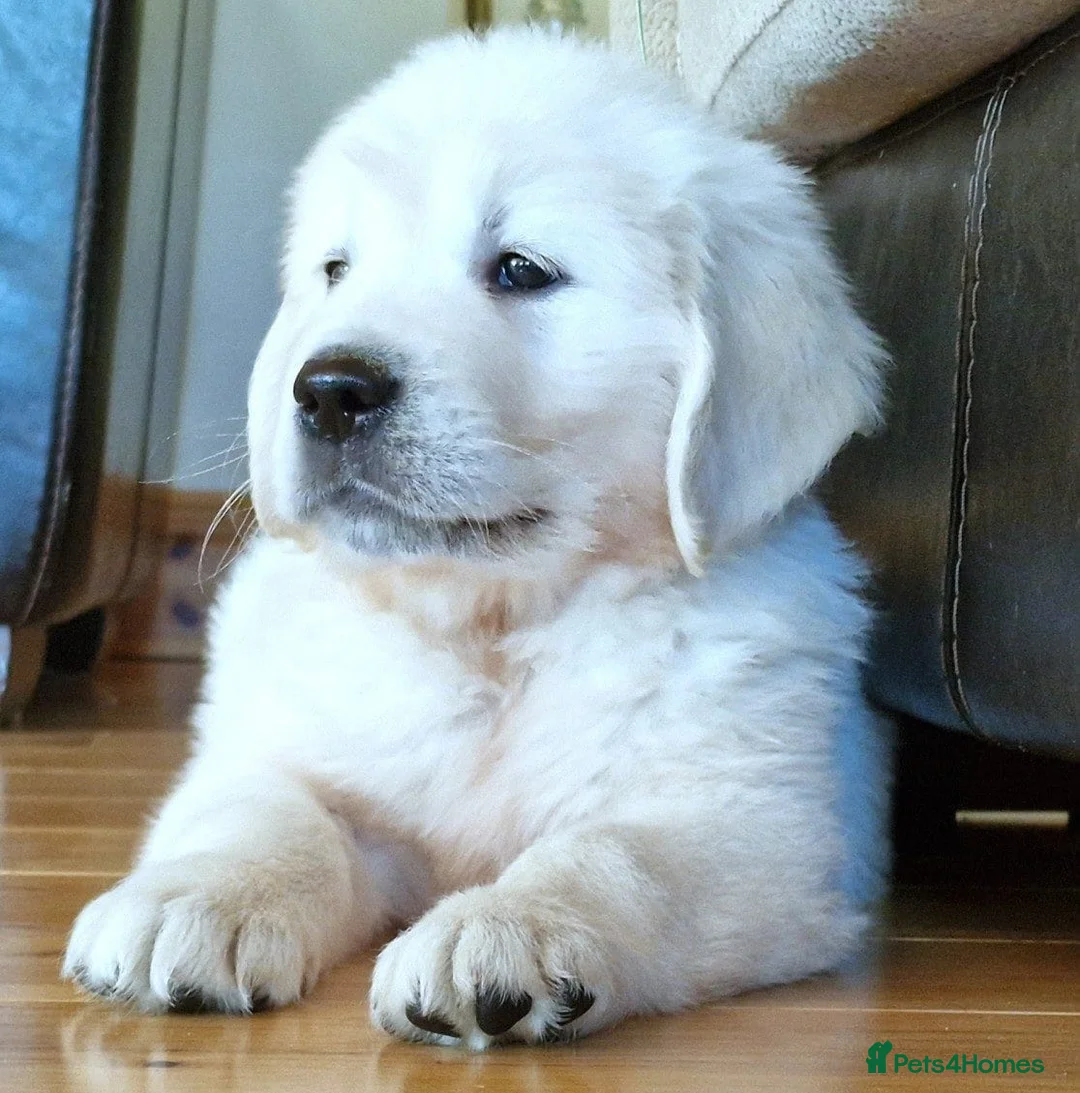 Golden Retriever dogs for sale: STUNNING CHUNKY RETRIEVER PUPPIES  - Advert 1