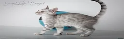 Bengal cats for sale: Rare Blue Snow Bengal Boy in Northampton - Advert 4