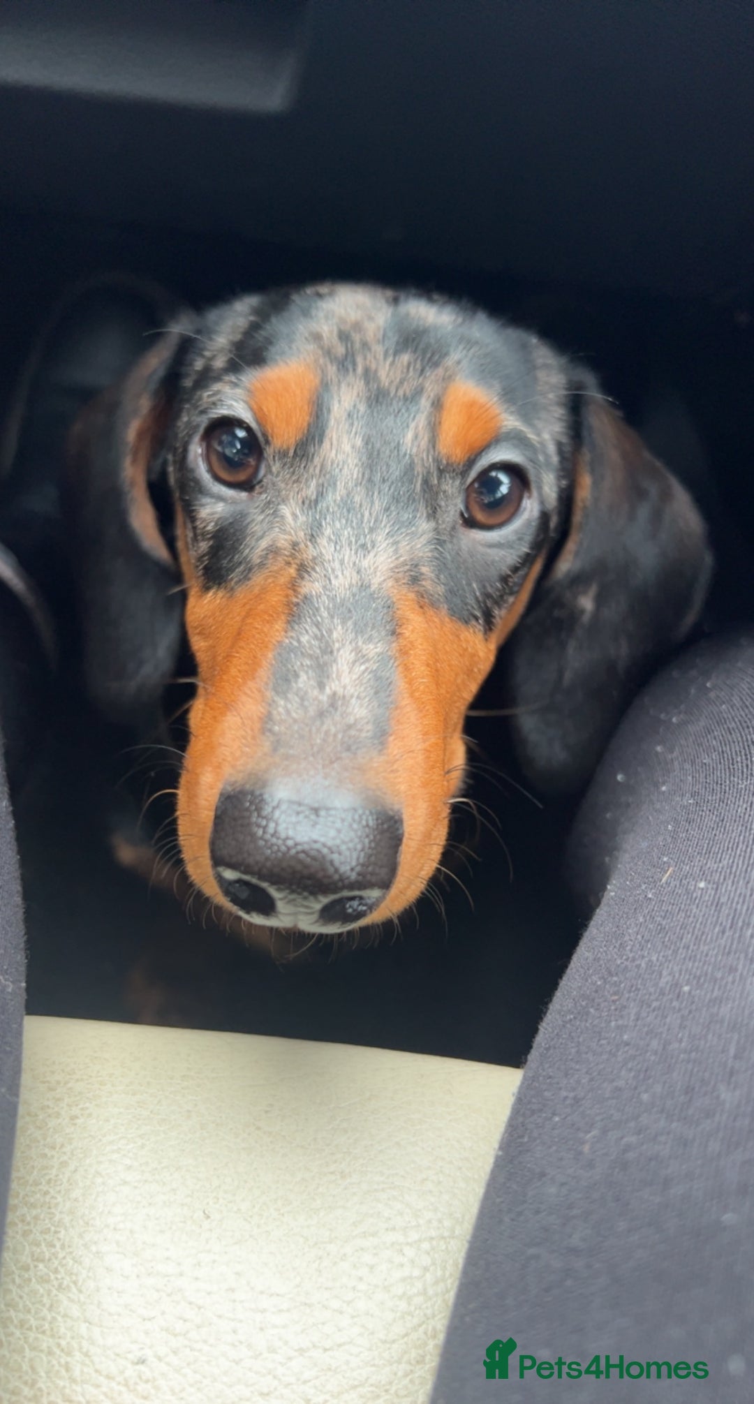 Dachshund dogs for stud: Dapple Dachshund STUD 3 years old - Advert 1