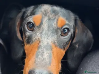 Dachshund dogs Dapple Dachshund STUD 3 years old - Advert 18