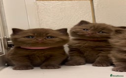 British Shorthair cats for sale: Beautiful cinnamon British shorthair kittens - Image 4