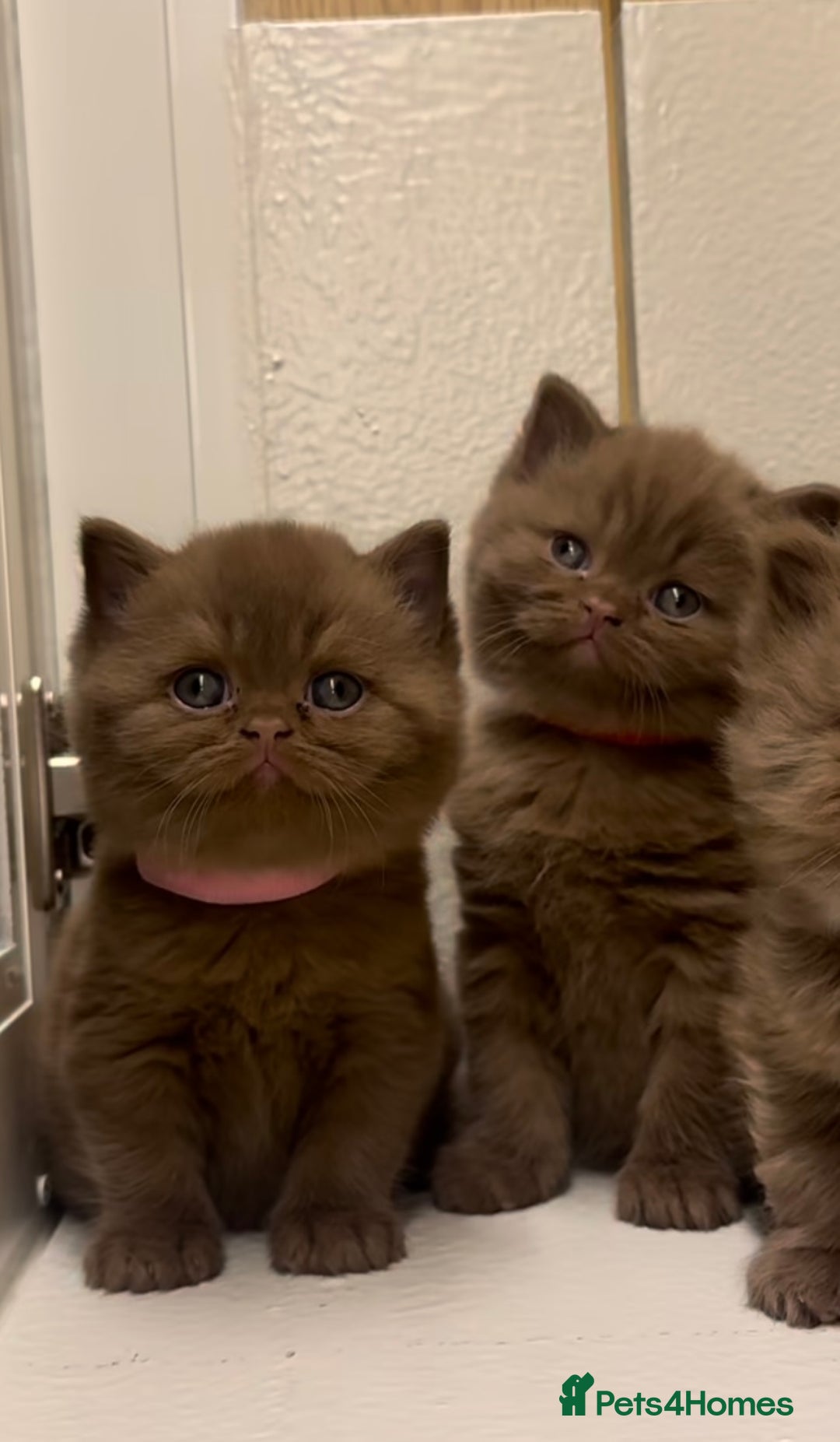 British Shorthair cats for sale: Beautiful cinnamon British shorthair kittens - Image 4