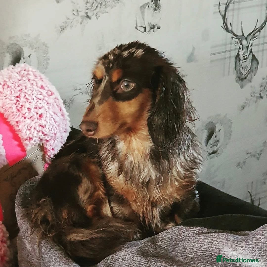 Miniature Dachshund dogs KC REG Miniature Long-Haired Dachshund isabella - Advert 7