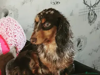 Miniature Dachshund dogs KC REG Miniature Long-Haired Dachshund isabella - Advert 7