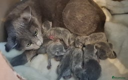 Russian Blue cats for sale: GCCF, CHAMPION SIRED RUSSIAN BLUE KITTENS - Advert 1