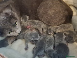 Russian Blue cats GCCF, CHAMPION SIRED RUSSIAN BLUE KITTENS - Advert 4