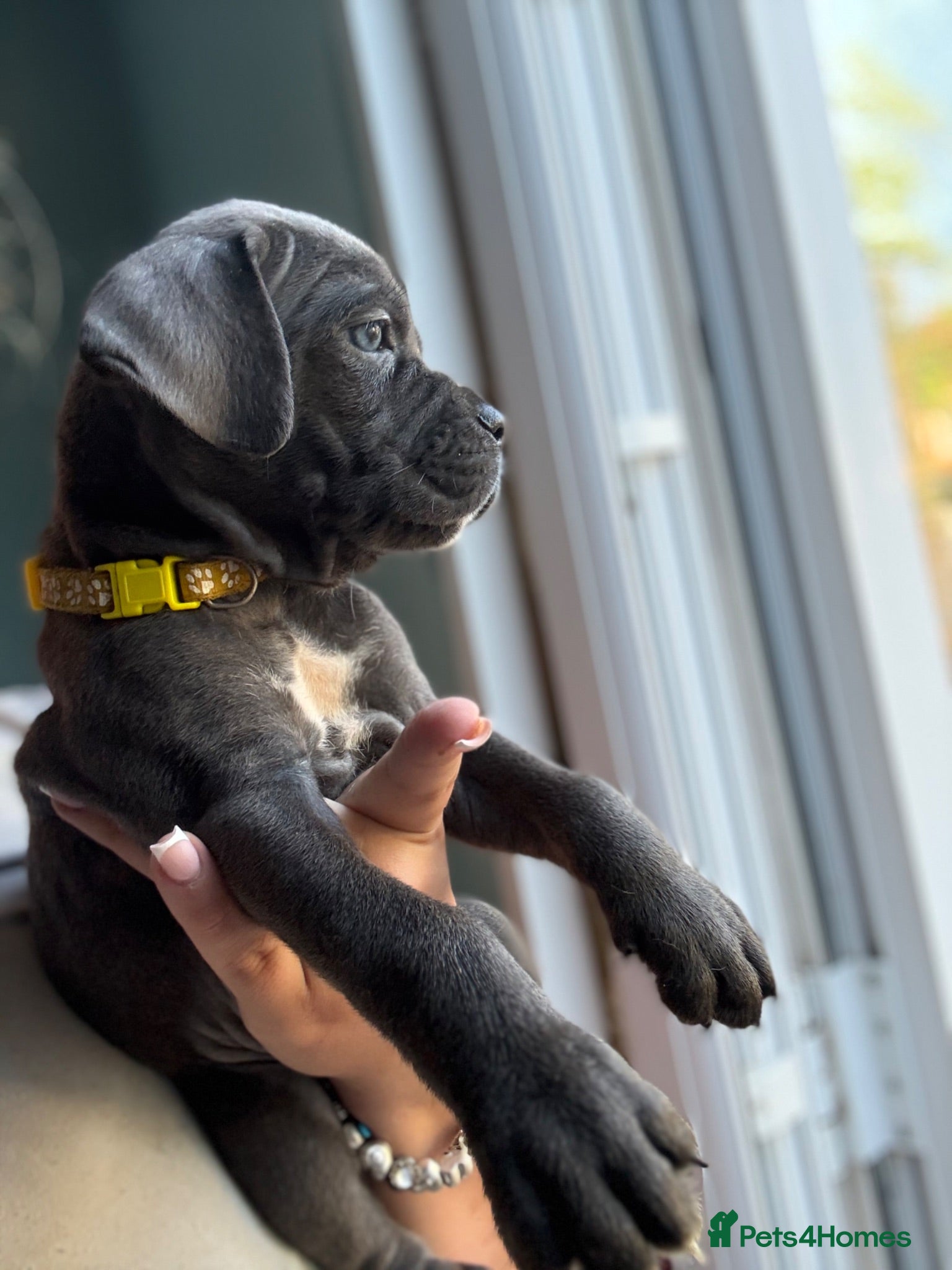 Cane Corso dogs Soon ready to leave 🥰 - Advert 1