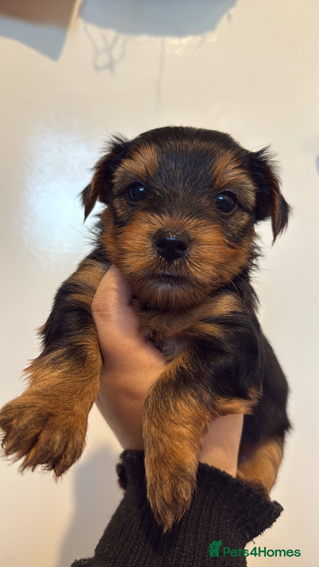 Yorkshire Terrier dogs for sale: Yorkie terrier  - Advert 5