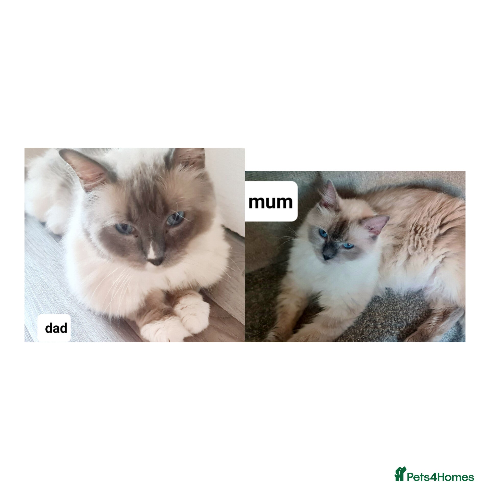 Ragdoll cats Pure ragdoll kitten  - Advert 2