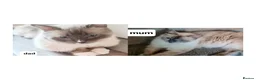 Ragdoll cats for sale: Pure ragdoll kitten  in Leicester - Advert 2