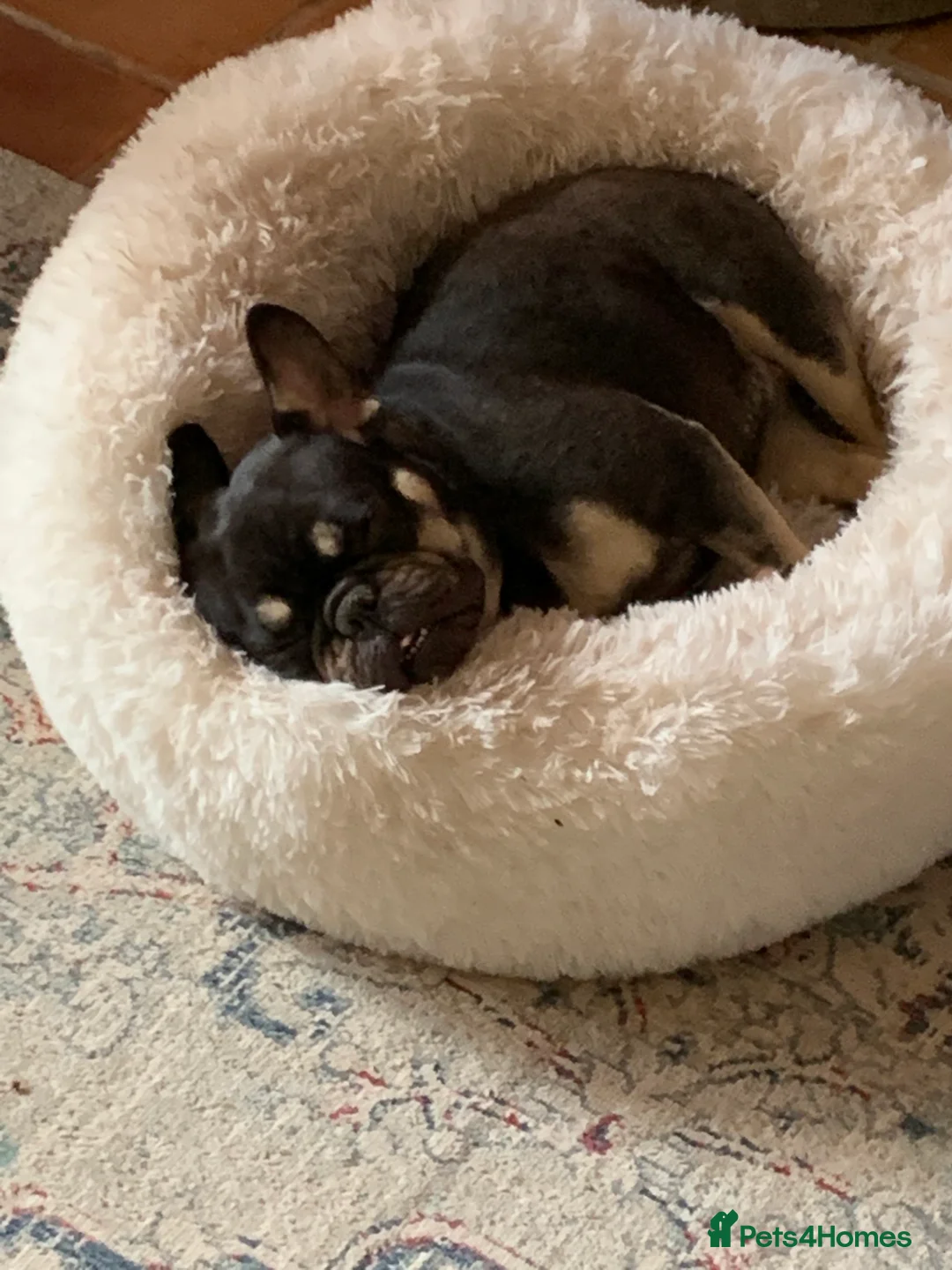 French Bulldog dogs for sale: Nelly only going to 10 star home  - Advert 4
