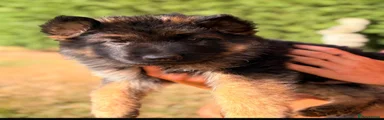 German Shepherd 1