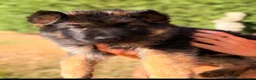 German Shepherd dogs for sale: Beautiful German shepherd puppies - Advert 14