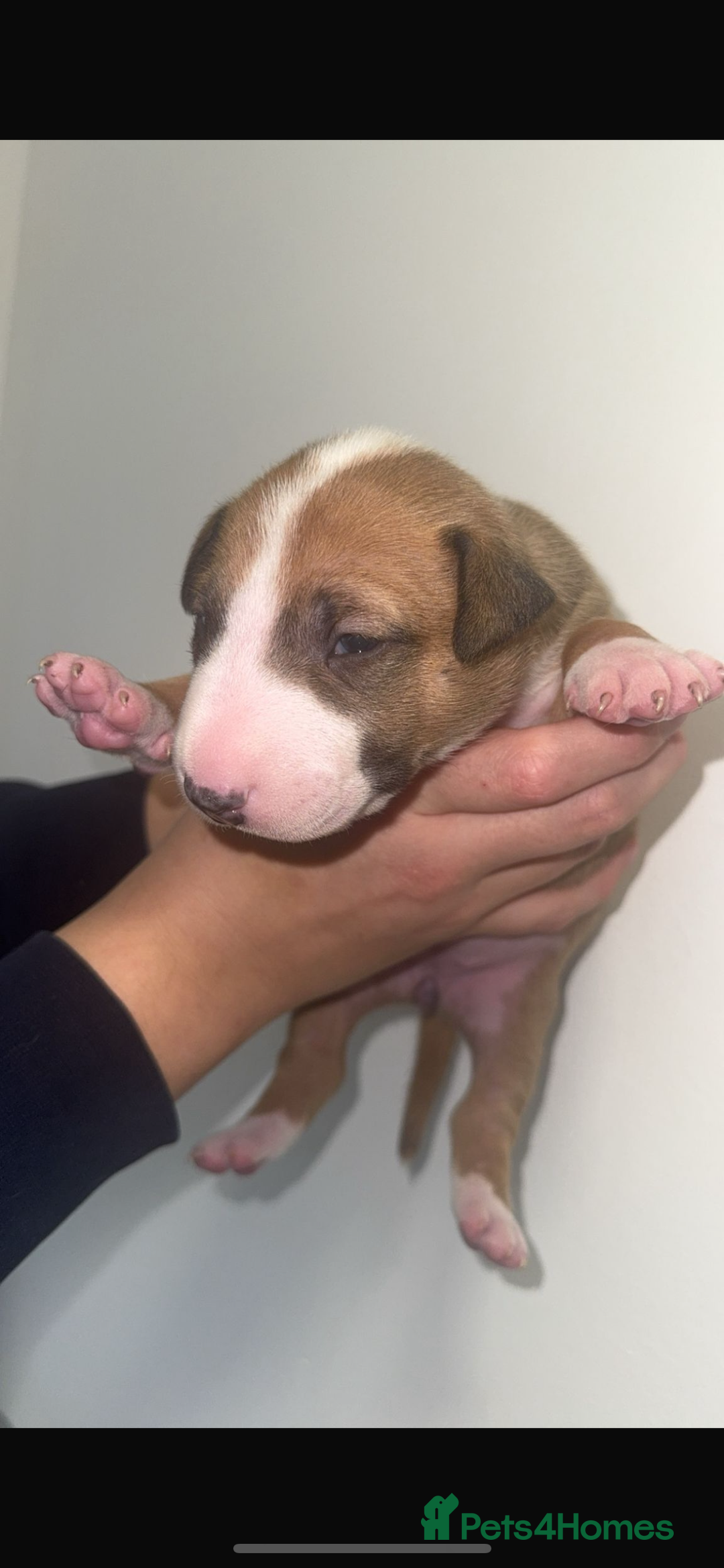 English Bull Terrier dogs for sale: Stunning KC miniature English bull terrier puppies - Advert 4