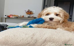 Double Doodle dogs for sale: Lovely Female Doubledoodle Seeks New Home - Image 1