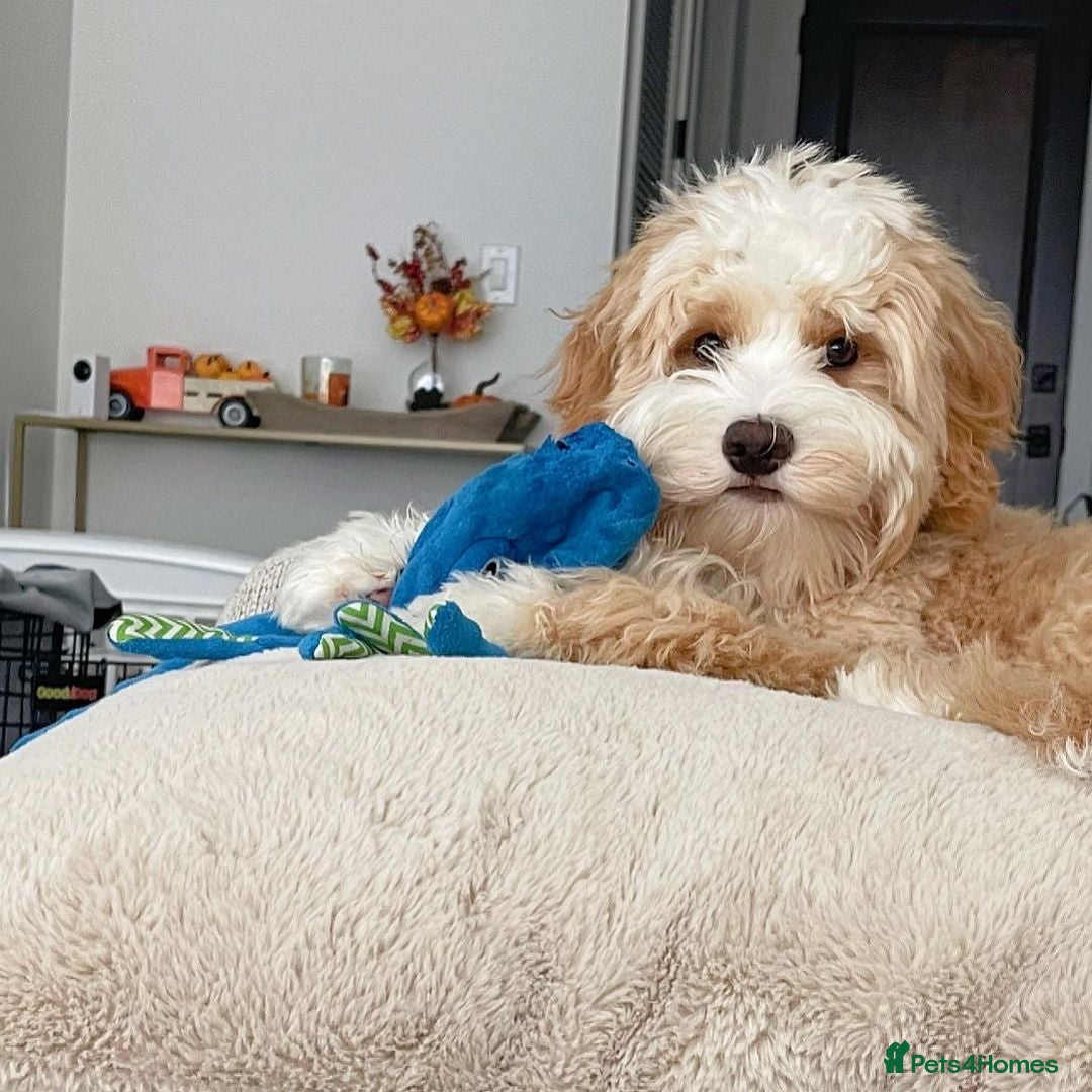 Double Doodle dogs for sale: Lovely Female Doubledoodle Seeks New Home - Image 1