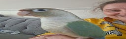 Conures birds for sale: Female conure  - Advert 3