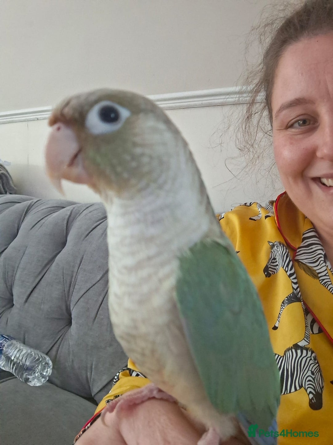 Conures birds for sale: Female conure  - Image 3