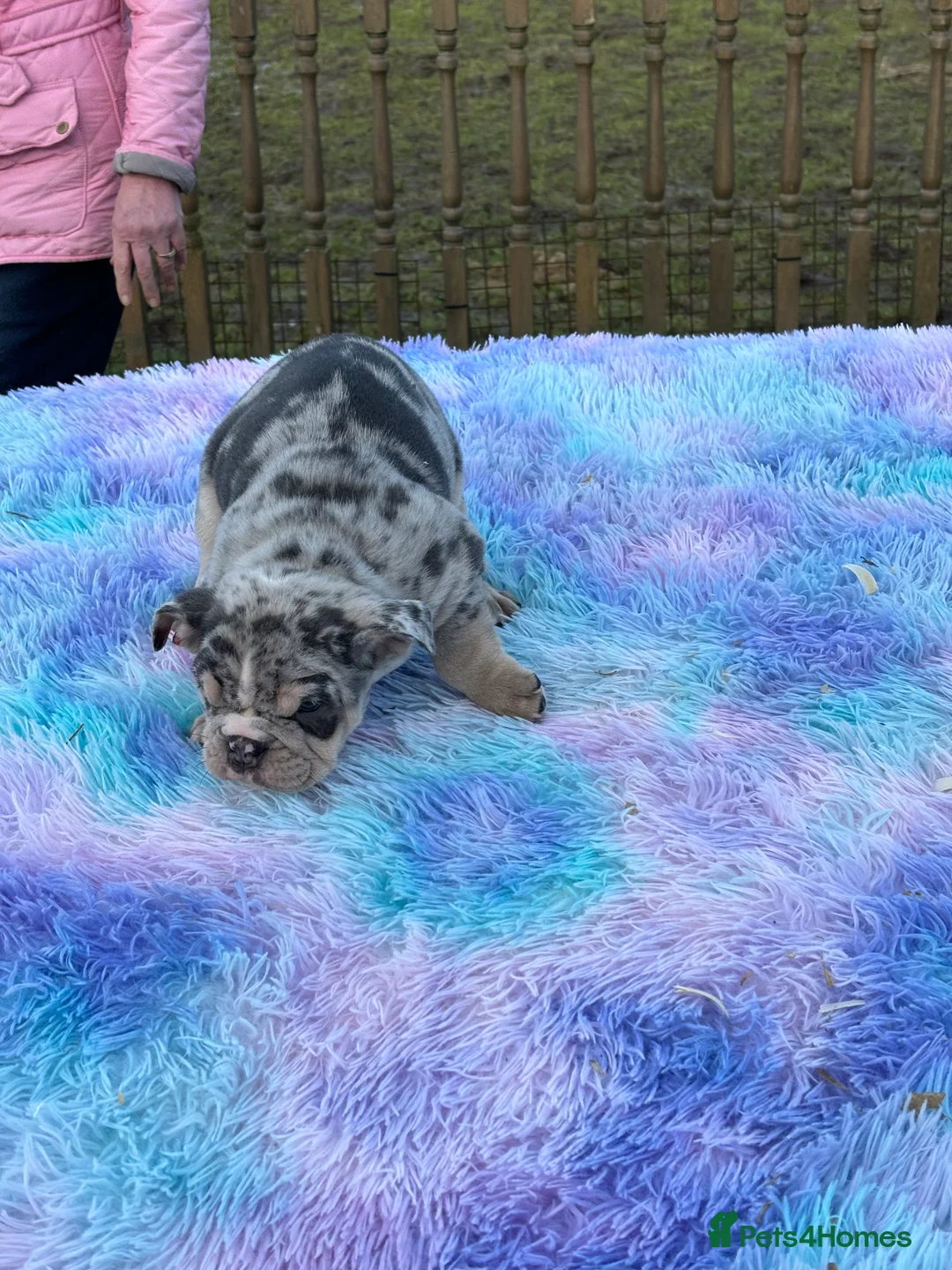 English Bulldog dogs for sale: English bulldog  - Advert 2