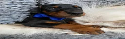 Dobermann dogs for sale: *KC REGISTERED* HEALTH TESTED DOBERMAN PUPPIES - Advert 22