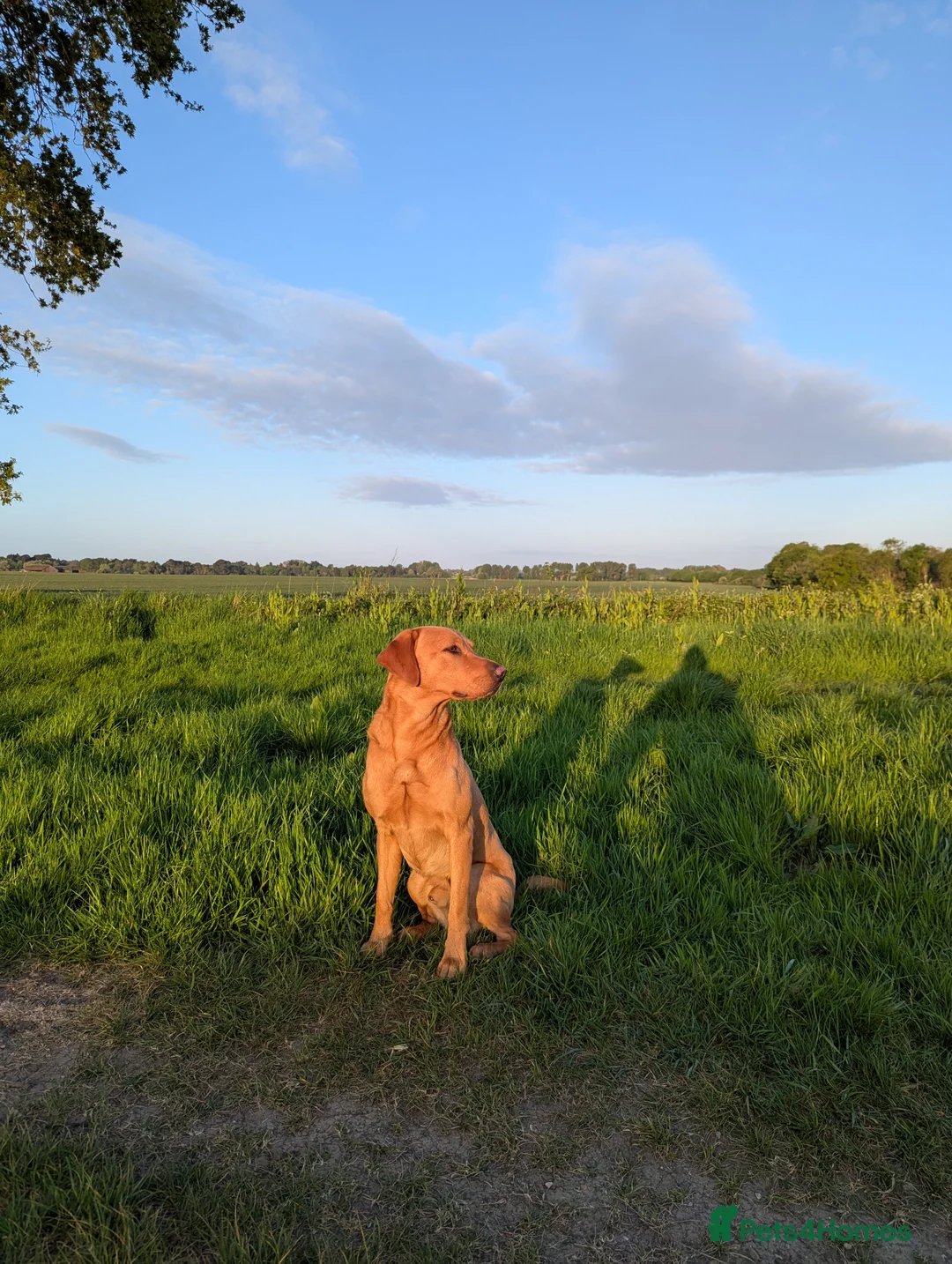 Labrador Retriever dogs for stud: Fox Red Champion Line Working Lab - Advert 2