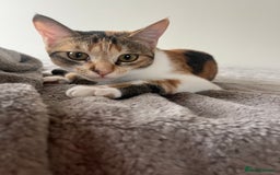 Mixed Breed cats for adoption: Bonded Sisters Lana and Reya 💕 - Image 5
