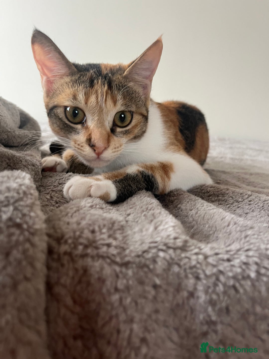 Mixed Breed cats for adoption: Bonded Sisters Lana and Reya 💕 - Image 5