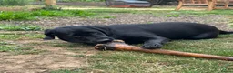Labrador Retriever dogs for sale: 1 Year Old KC Black Lab Bitch - Advert 8