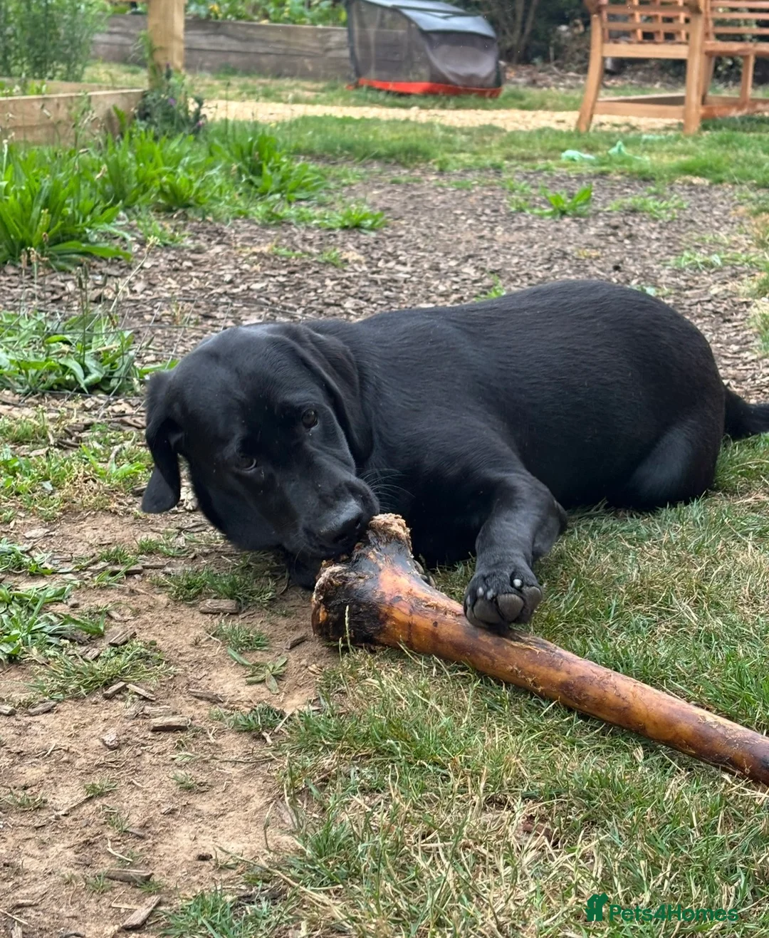 Labrador Retriever dogs for sale: 1 Year Old KC Black Lab Bitch - Advert 8