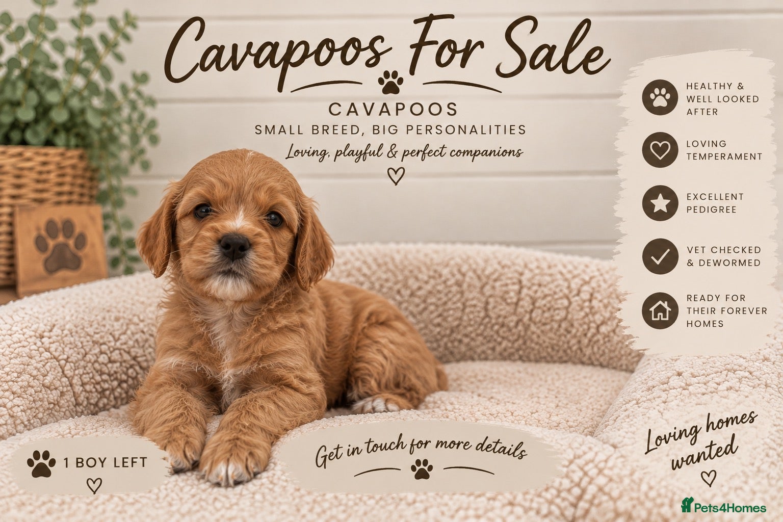 Cavapoo dogs F1 CAVAPOO PUPPIES 5 STAR LICENSED BREEDER.  - Advert 14