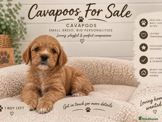 Cavapoo dogs F1 CAVAPOO PUPPIES 5 STAR LICENSED BREEDER. - Advert 14