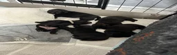 Mixed Breed dogs for sale: Gorgeous Rottweiler/Labrador pups - Advert 8