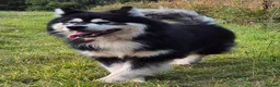 Alaskan Malamute dogs for stud: KC registered alaskan malamute for stud - Advert 14