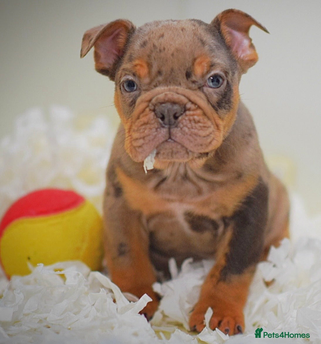 Olde English Bulldogge dogs 23 years experience 5⭐️Rated licensed  - Advert 2