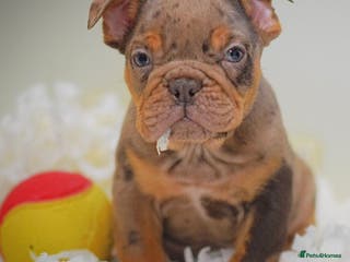 Olde English Bulldogge dogs 23 years experience 5⭐️Rated licensed - Advert 2