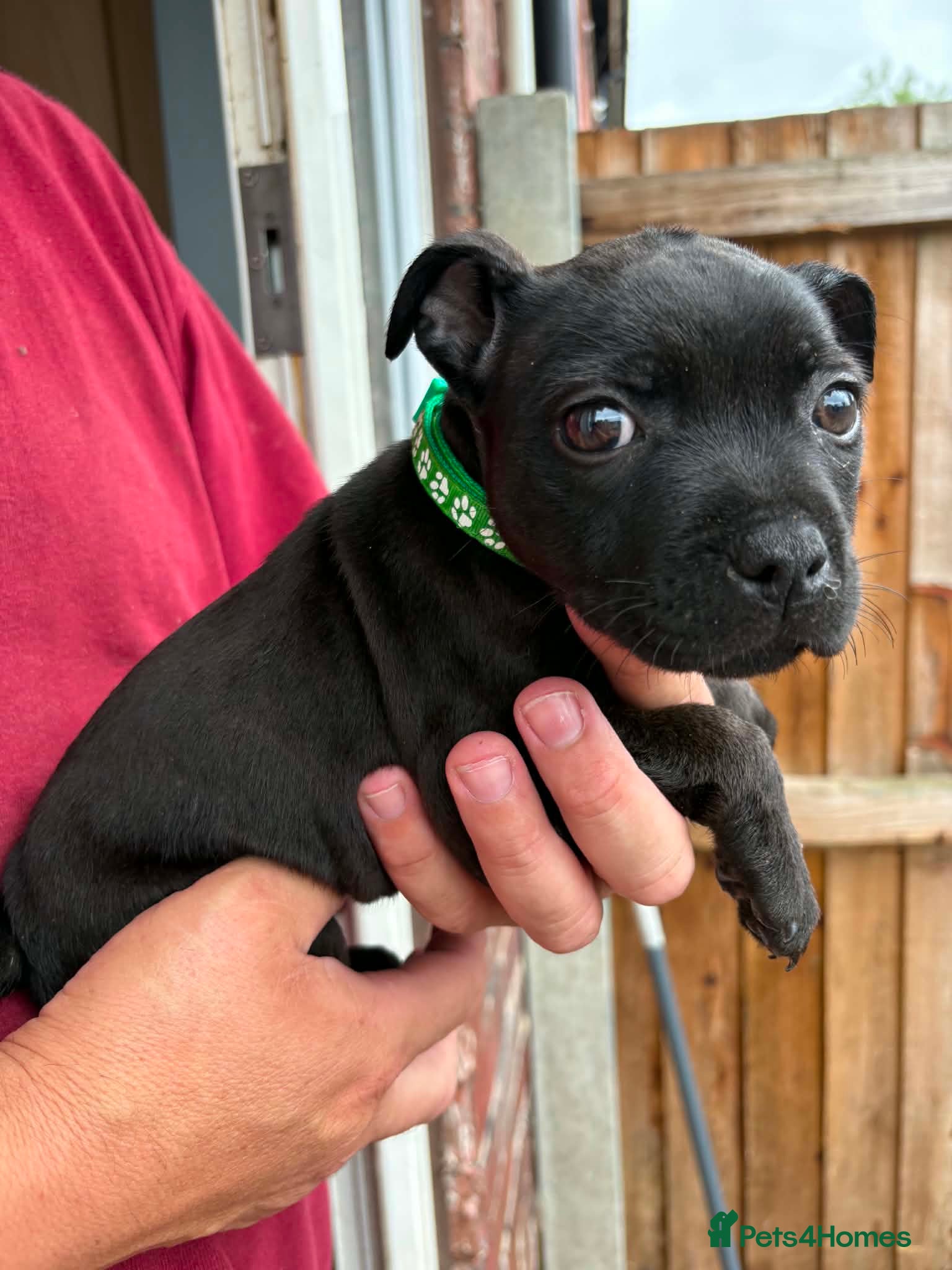 Staffordshire Bull Terrier dogs Kc reg Staffordshire bull terrier pups  - Advert 2
