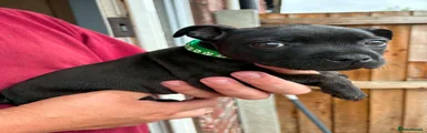 Staffordshire Bull Terrier 3