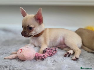 Chihuahua dogs CHIHUAHUA Puppies - Advert 1