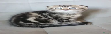 Scottish Fold 3