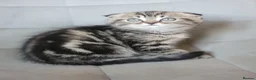 Scottish Fold cats for sale: Beautiful and healthy Scottish fold mixed - Advert 9